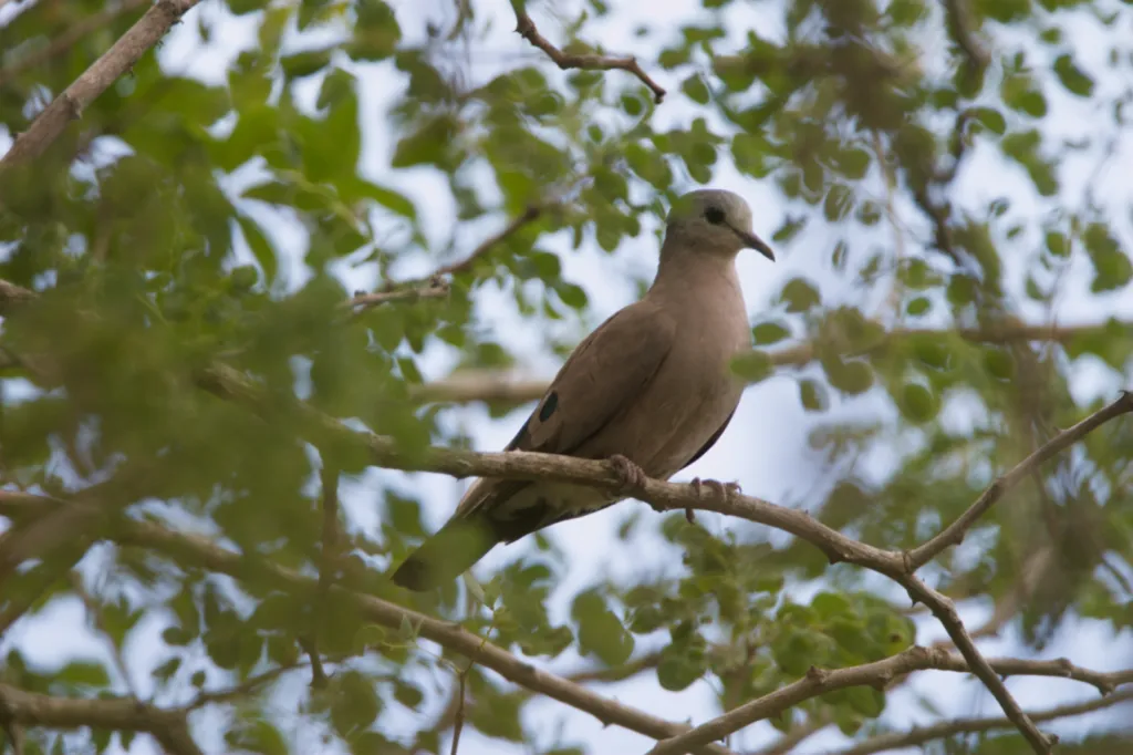 Blue-spotted Wood Dove (Blouvlekduifie)