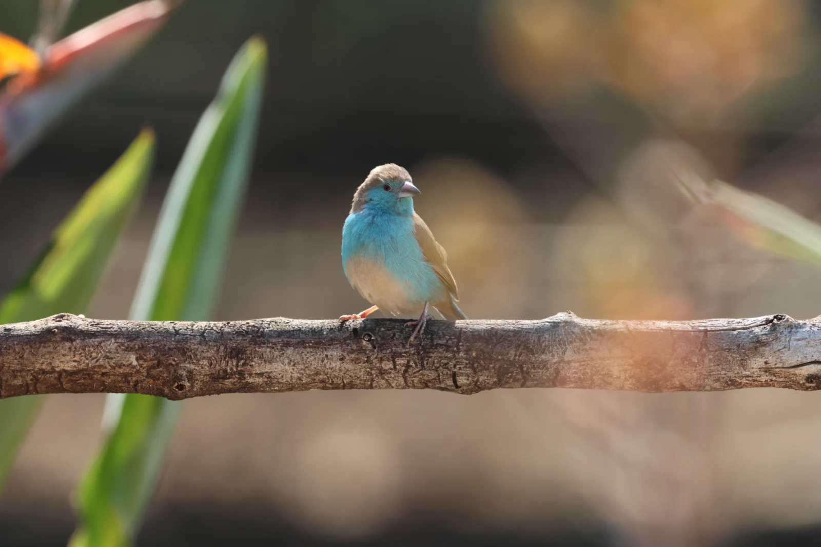 Blue Waxbill (Gewone Blousysie)