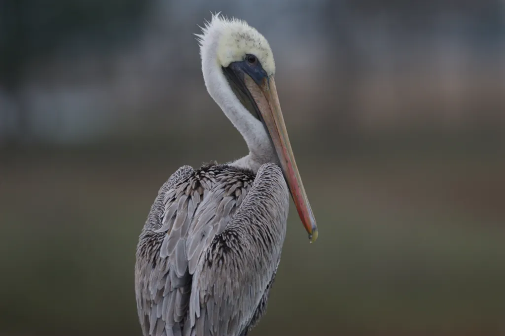 Brown Pelican