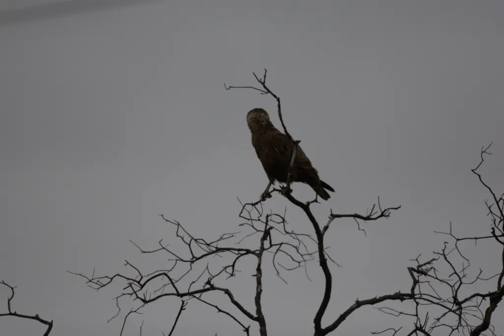 Brown Snake Eagle (Bruinslangarend)