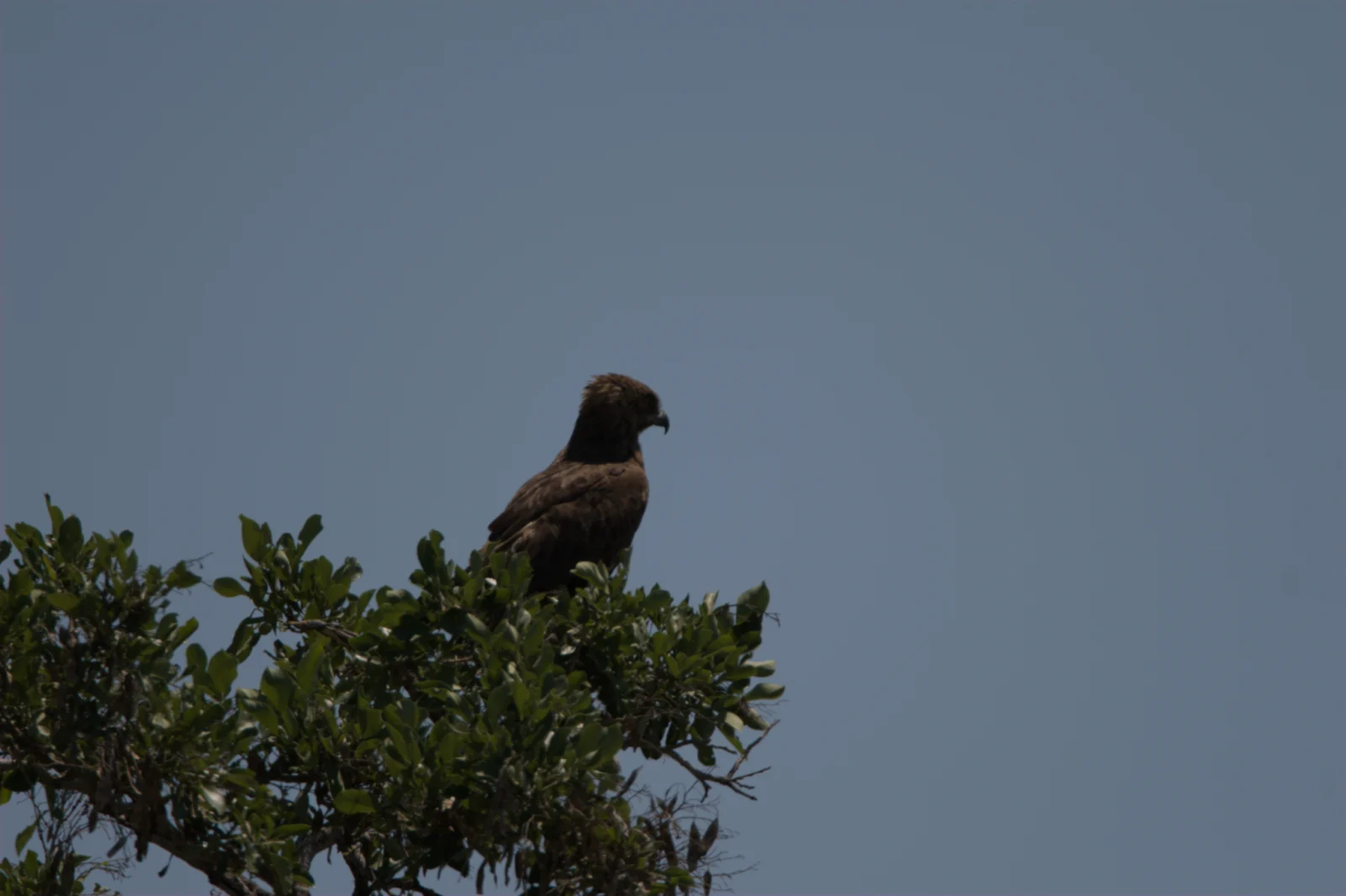 Brown Snake Eagle (Bruinslangarend)