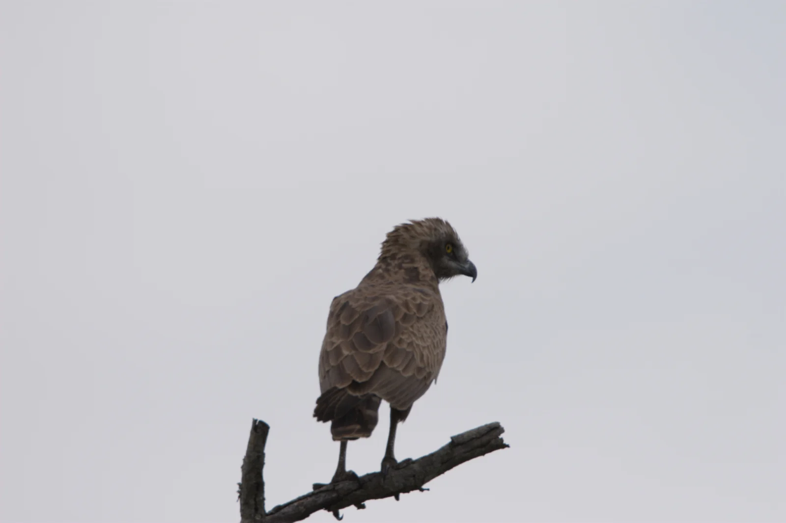 Brown Snake Eagle (Bruinslangarend)