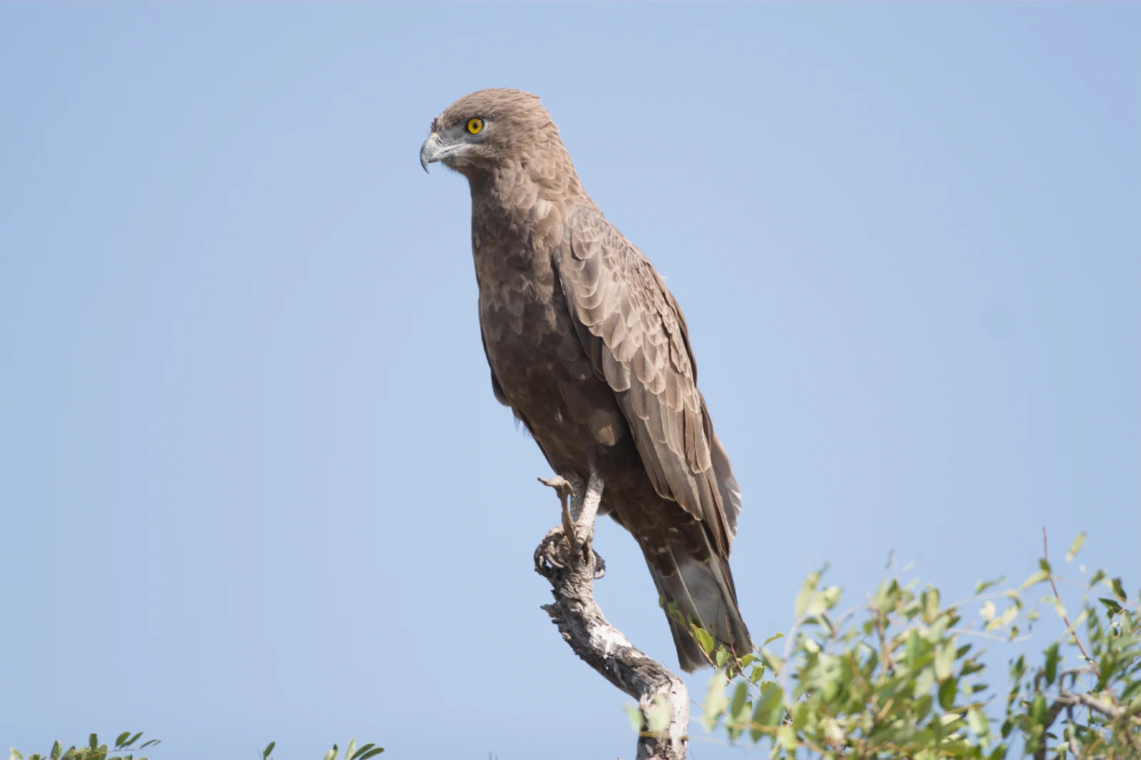 Brown Snake Eagle (Bruinslangarend)