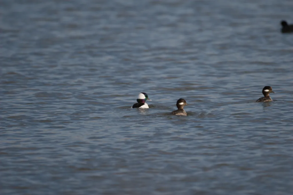 Buffelhead