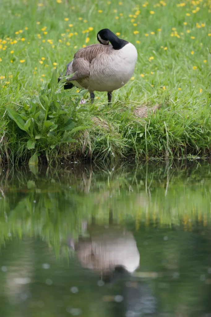 Canada Goose