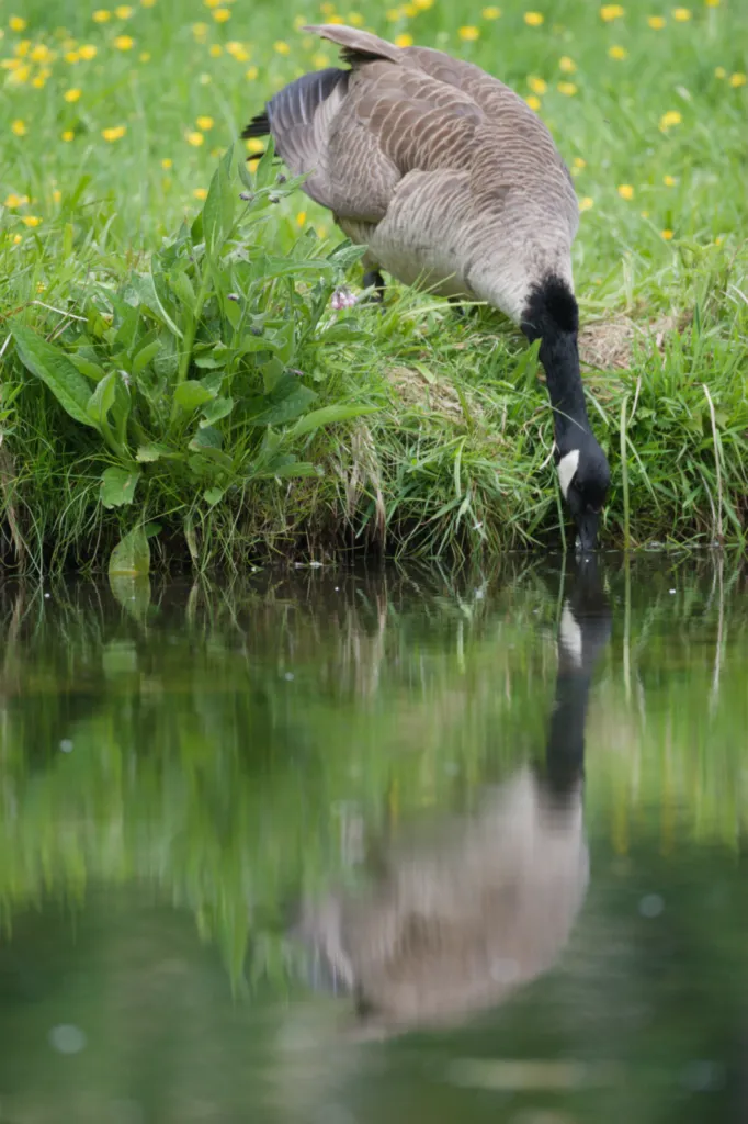 Canada Goose