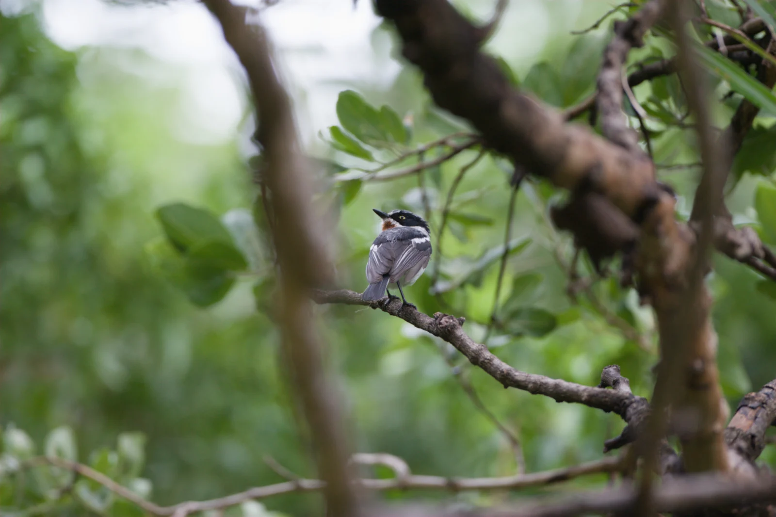 Cape Batis (Kaapse Bosbontrokkie)