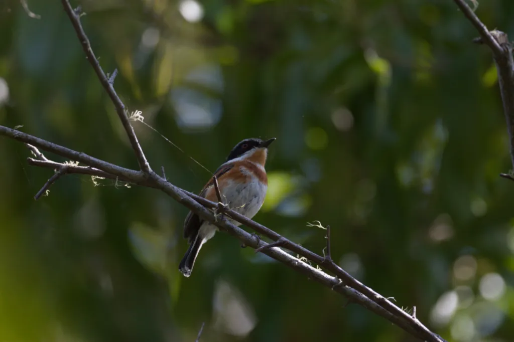 Cape Batis (Kaapse Bosbontrokkie)