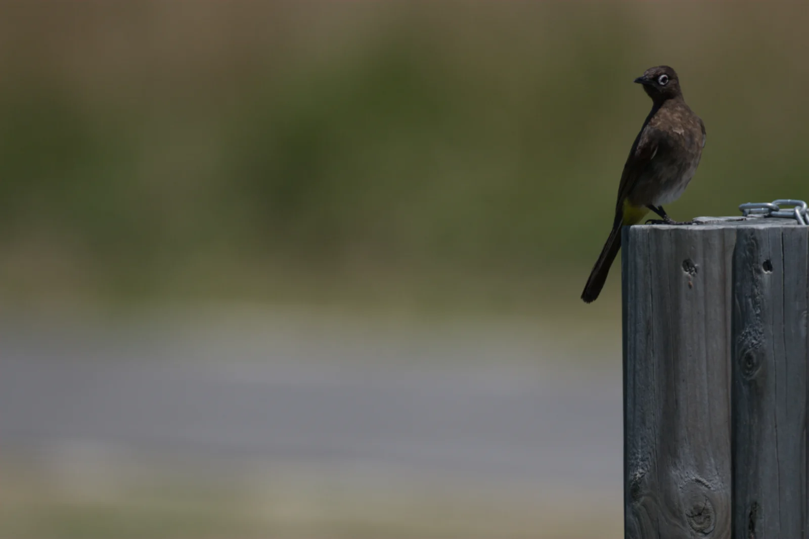 Cape Bulbul (Kaapse Tiptol)