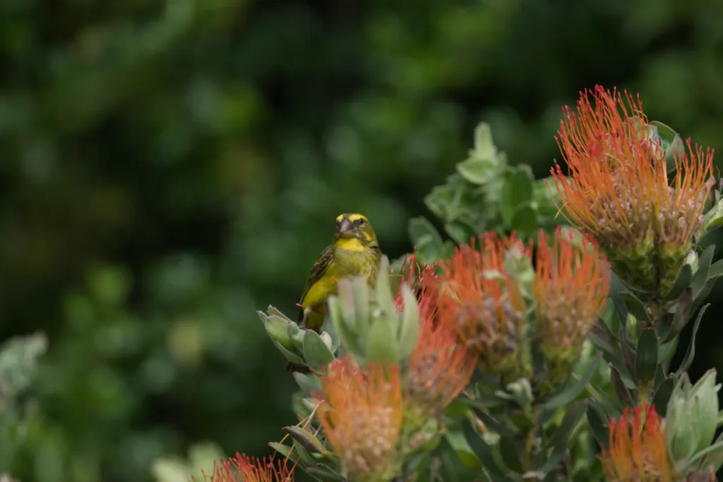 Cape Canary (Kaapse Kanarie)