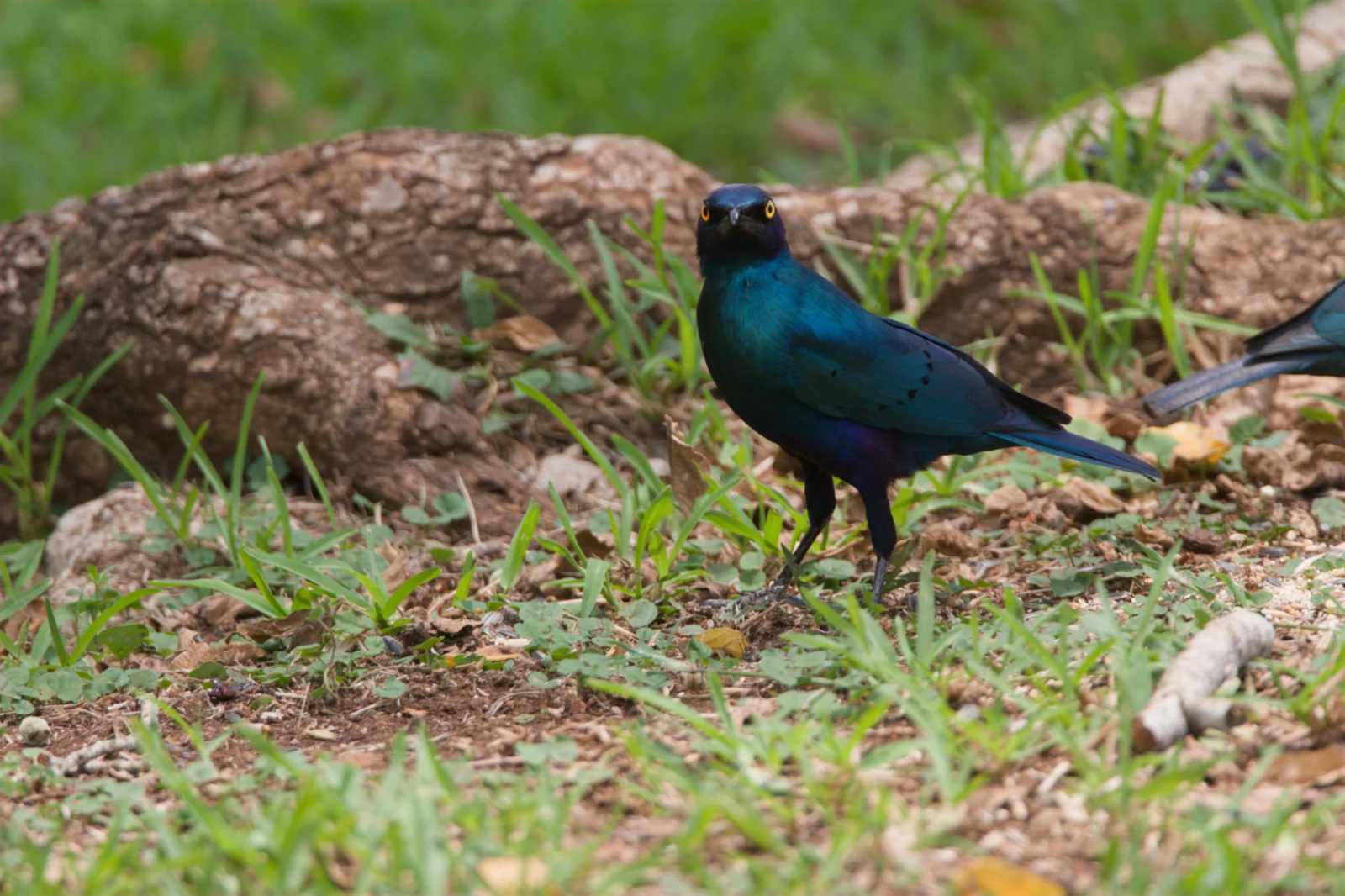 Cape (Glossy) Starling (Kleinglansspreeu)