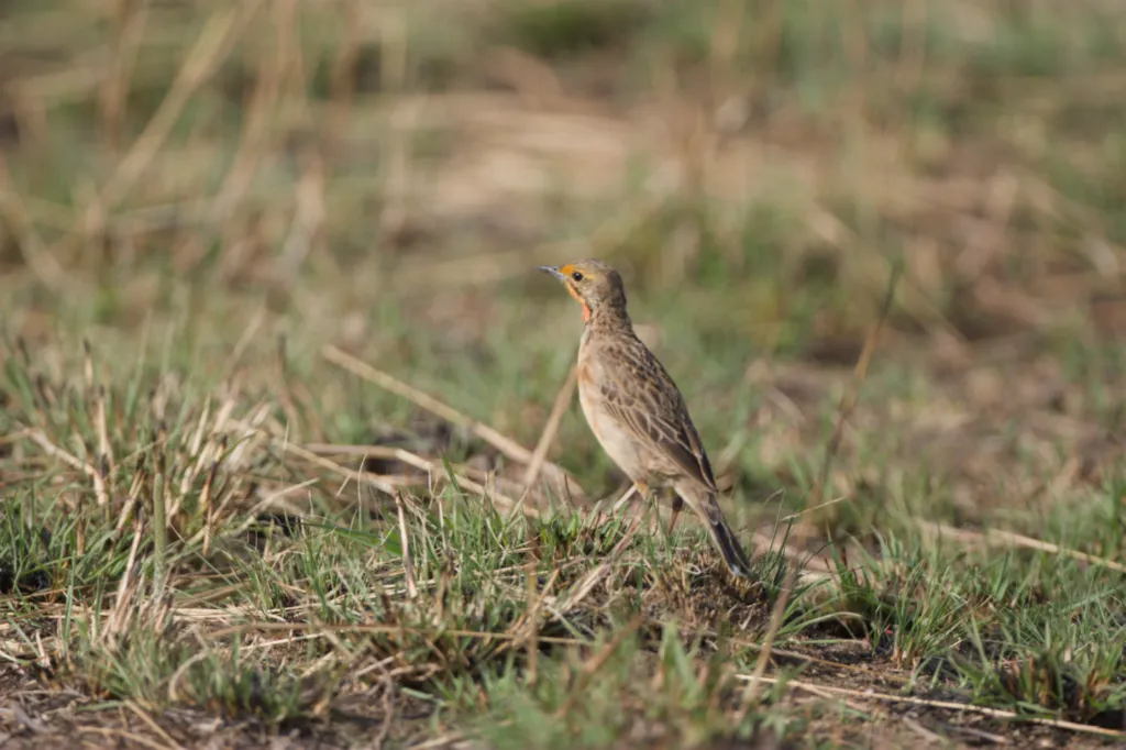 Cape Longclaw (Oranjekeelkalkoentjie)