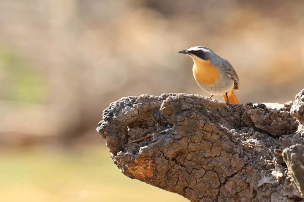 Cape Robin-chat (Gewone Janfrederik)