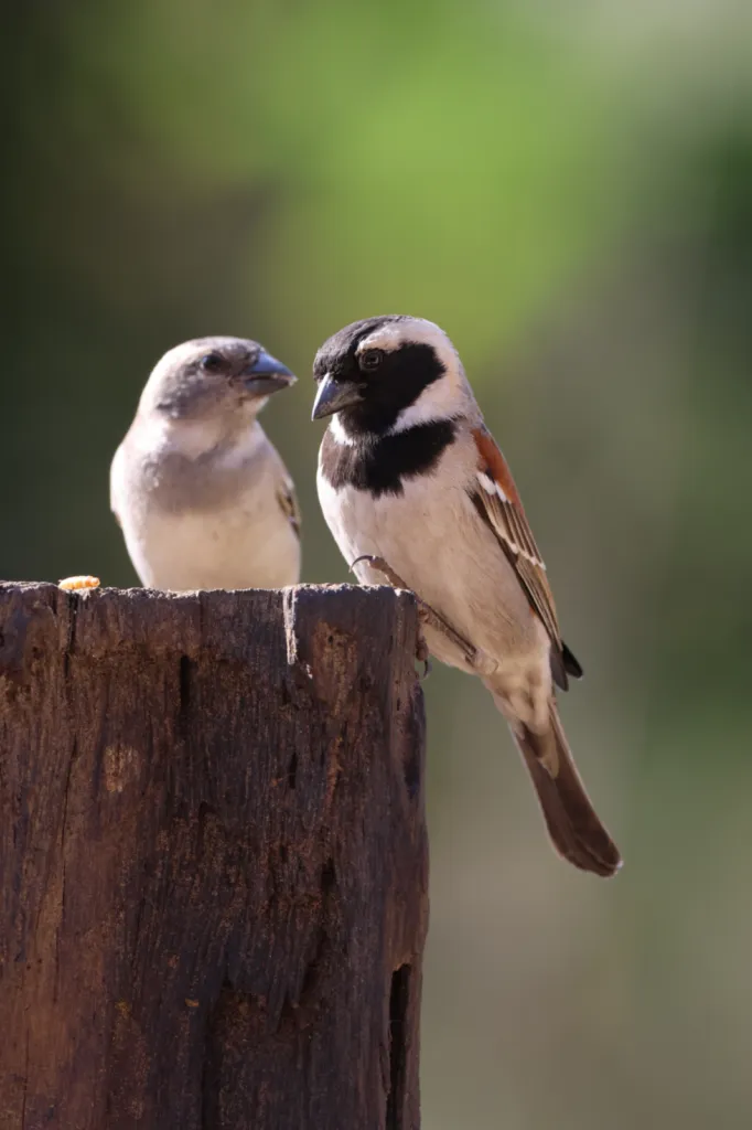 Cape Sparrow (Gewone Mossie)