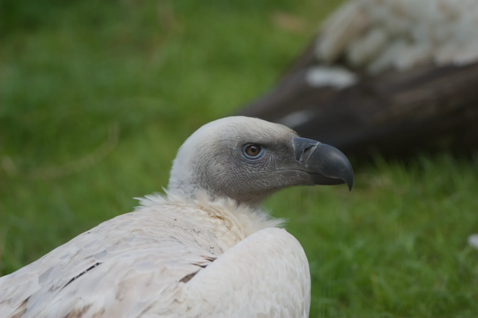 Cape Vulture (Kransaasvoël)