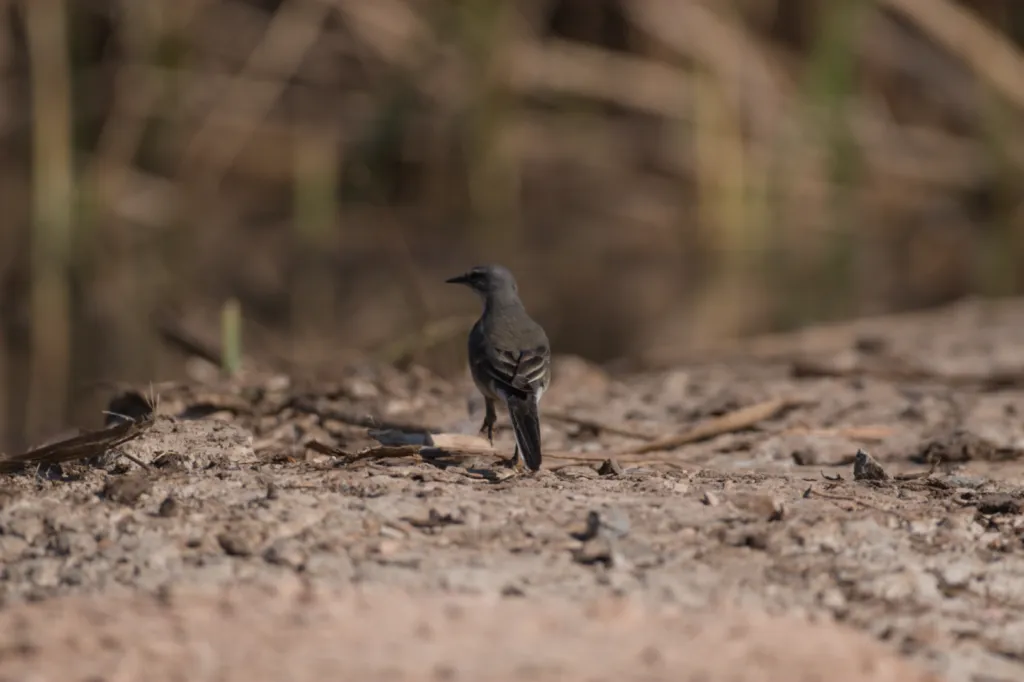 Cape Wagtail (Gewone Kwikkie)