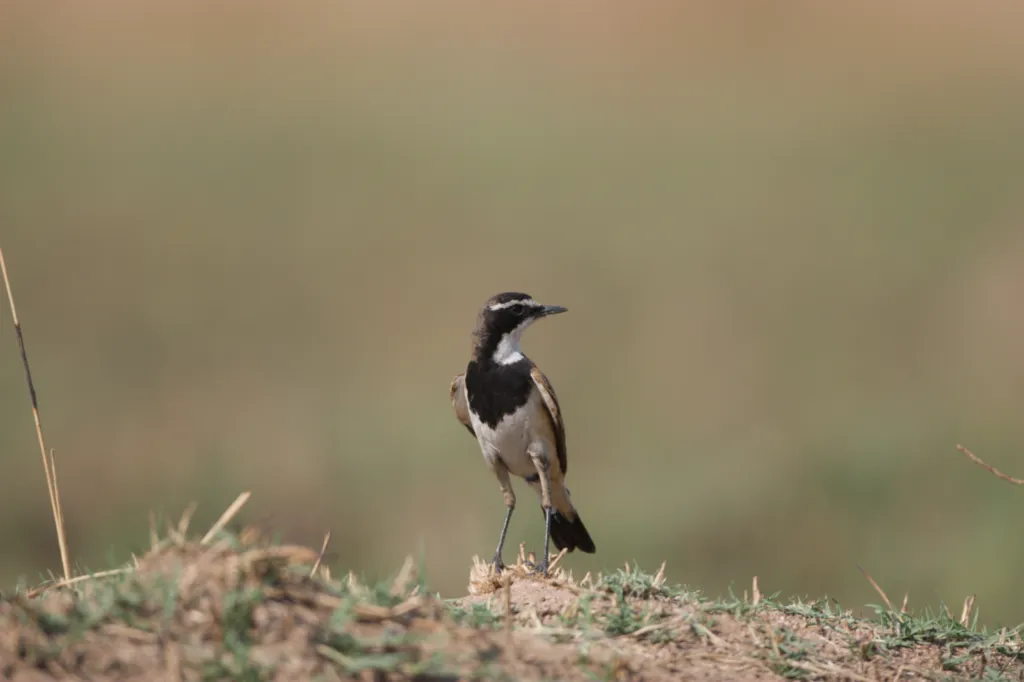 Capped Wheatear (Hoëveldskaapwagter)