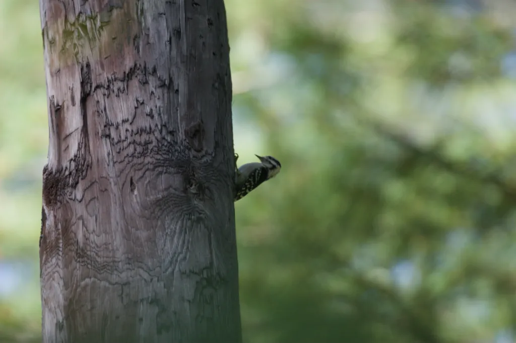 Cardinal Woodpecker (Kardinaalspeg)