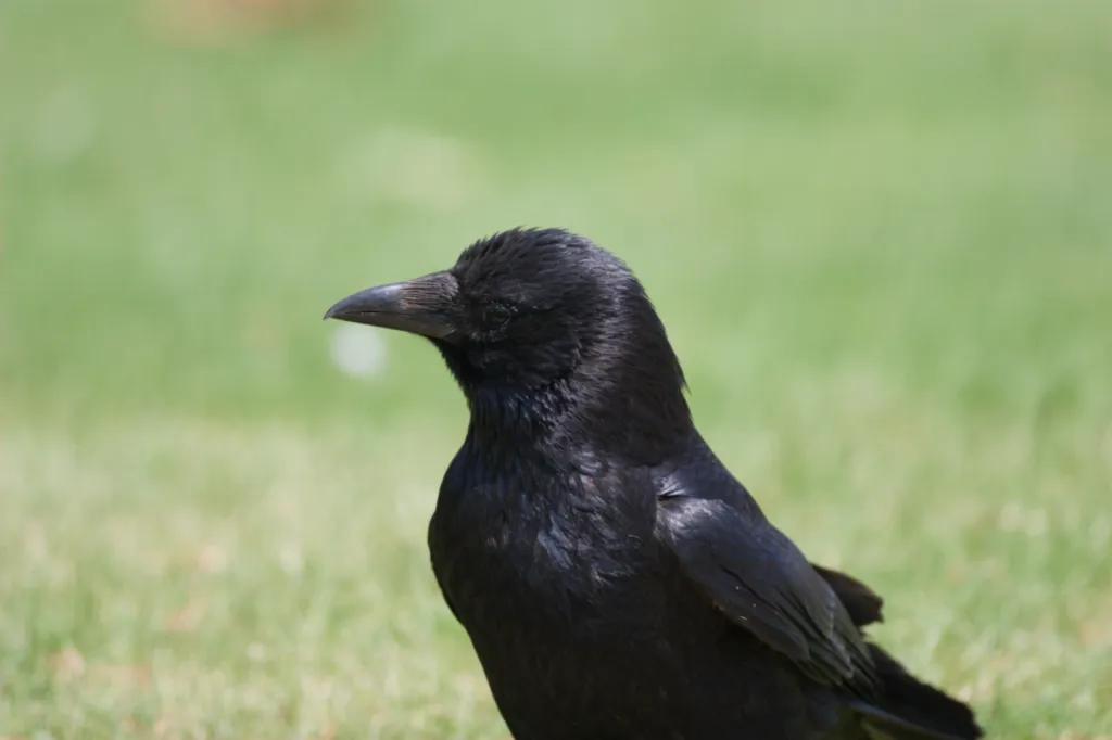 Carrion Crow