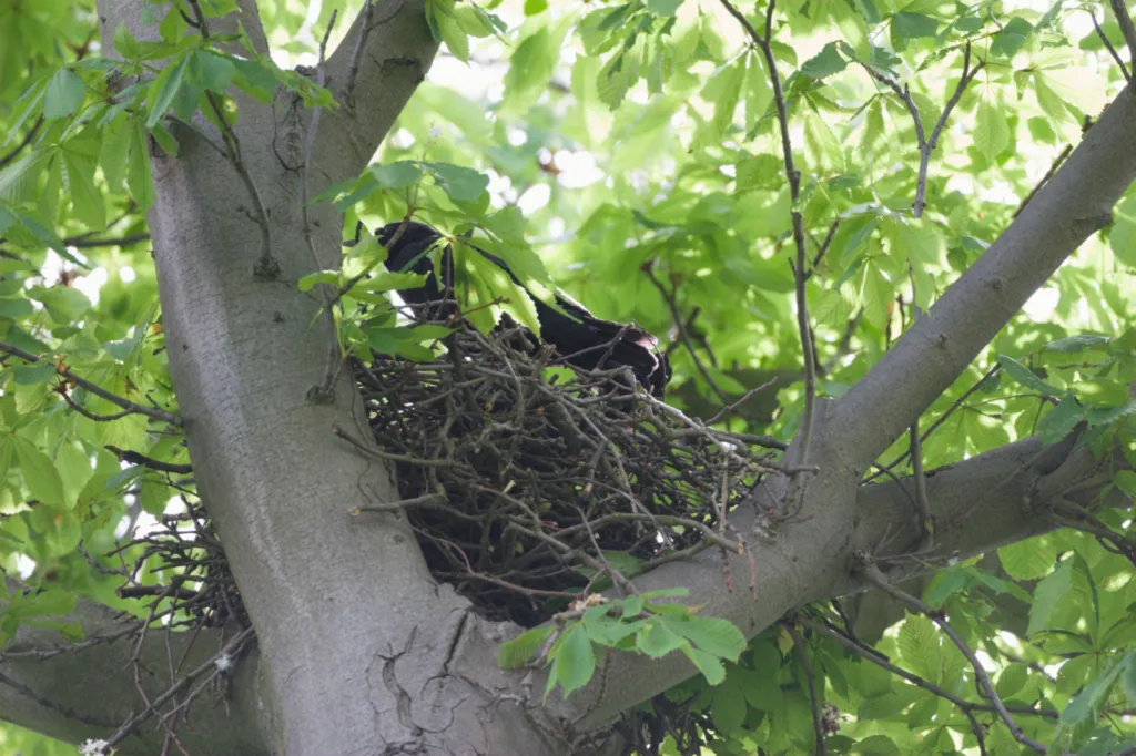 Carrion Crow