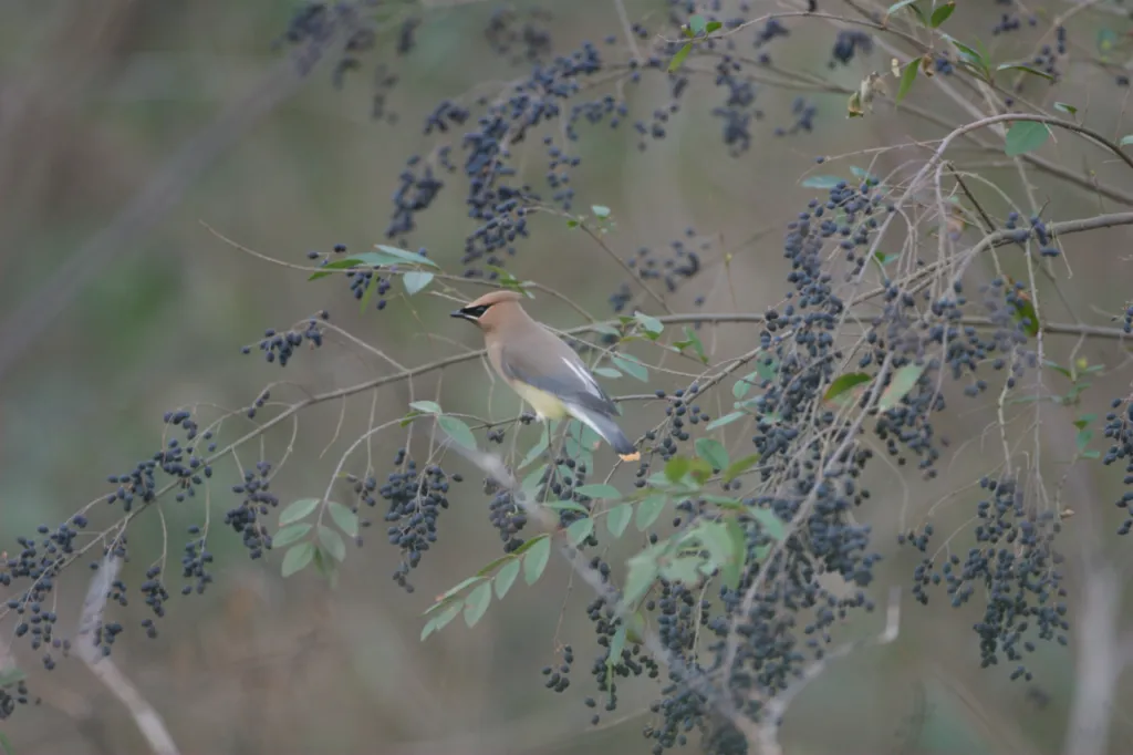 Cedar Waxwing