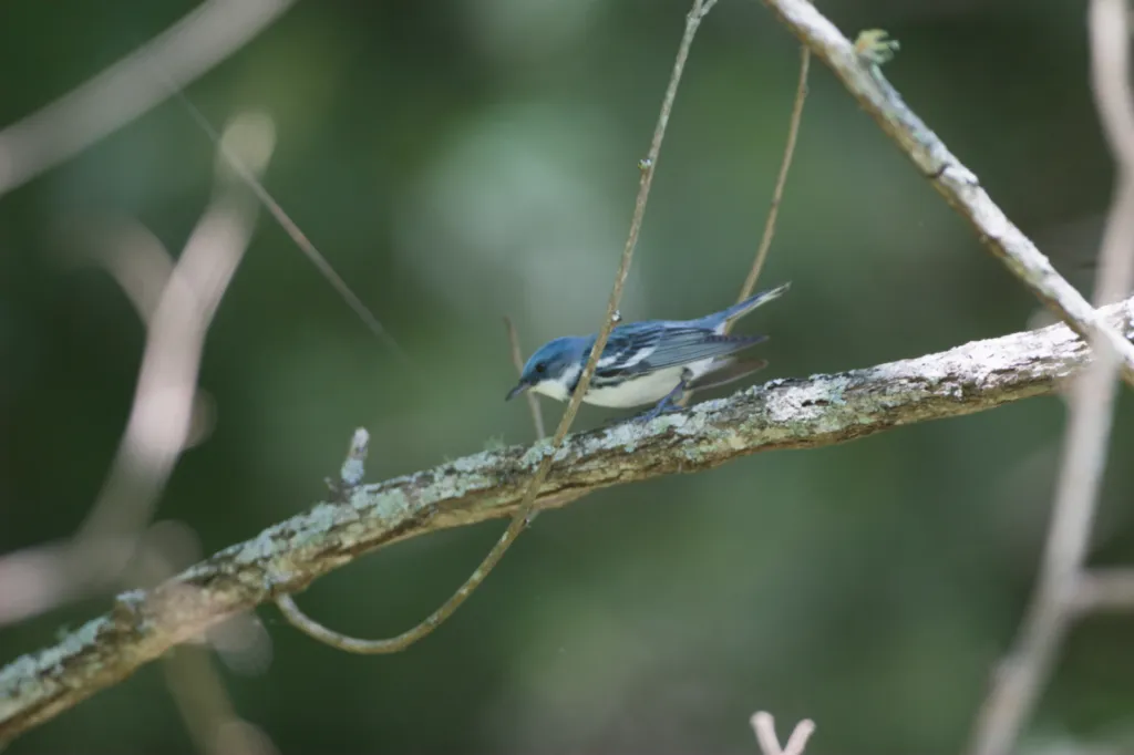 Cerulean Warbler