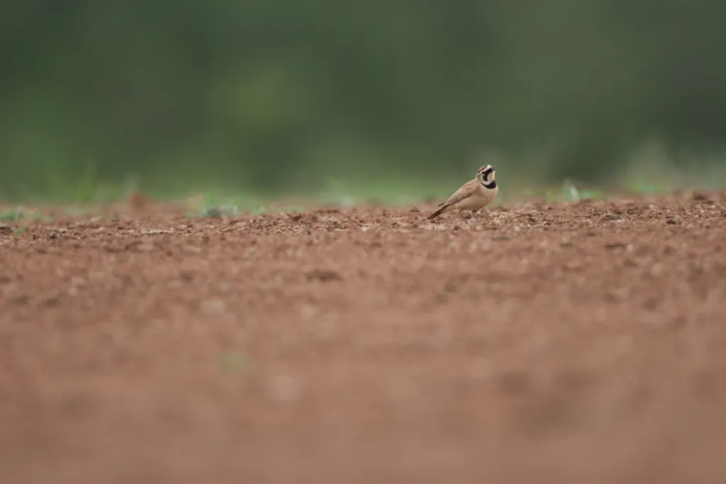 Chestnut-backed Sparrow-Lark (Rooiruglewerik)