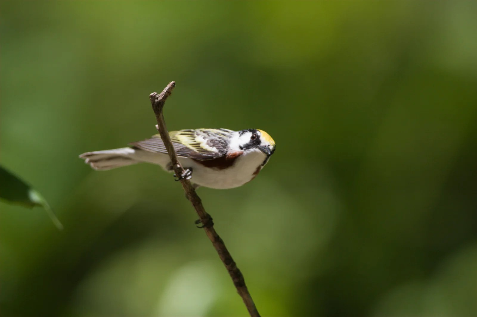 Chestnut-sided Warbler