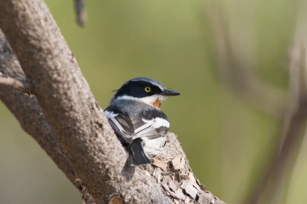 Chinspot Batis (Witliesbosbontrokkie)