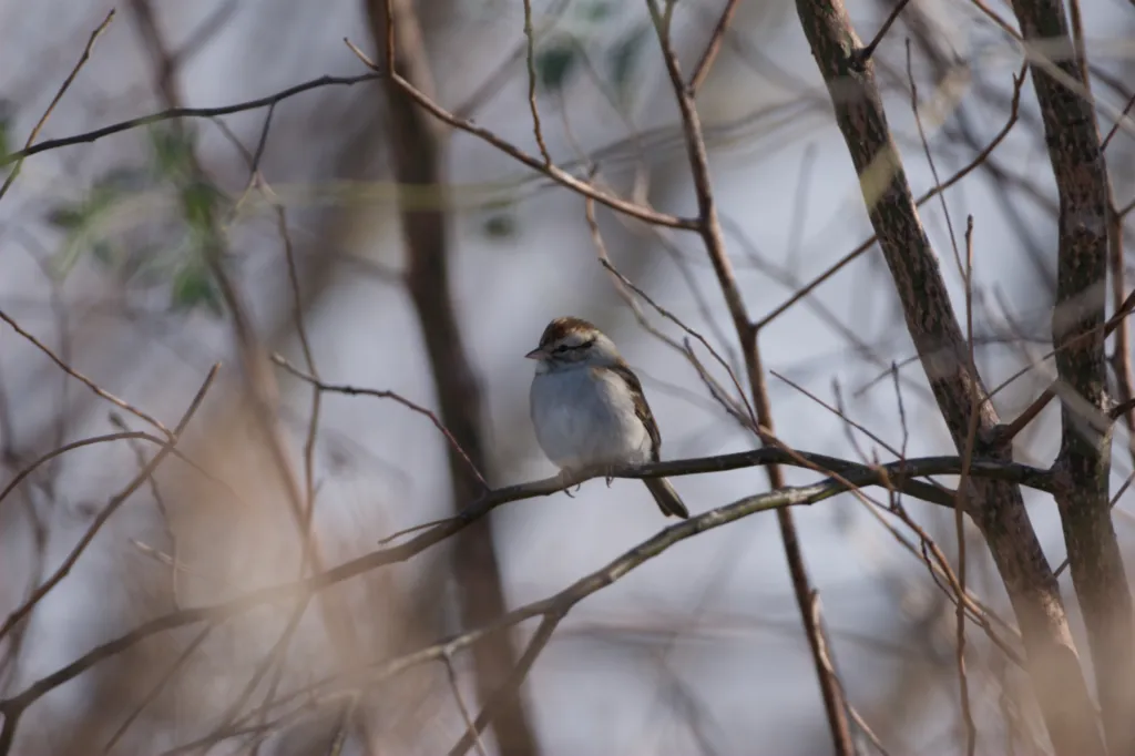 Chipping Sparrow