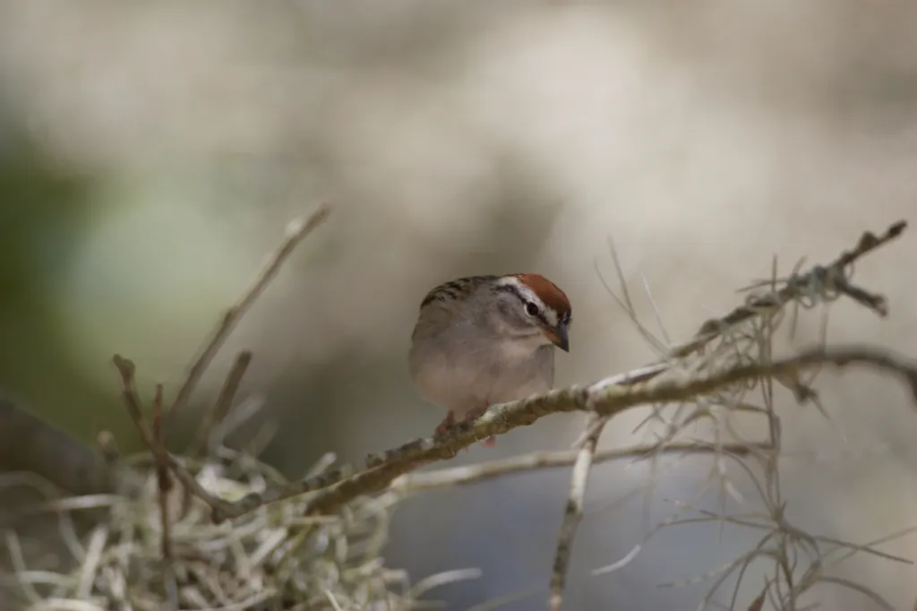 Chipping Sparrow