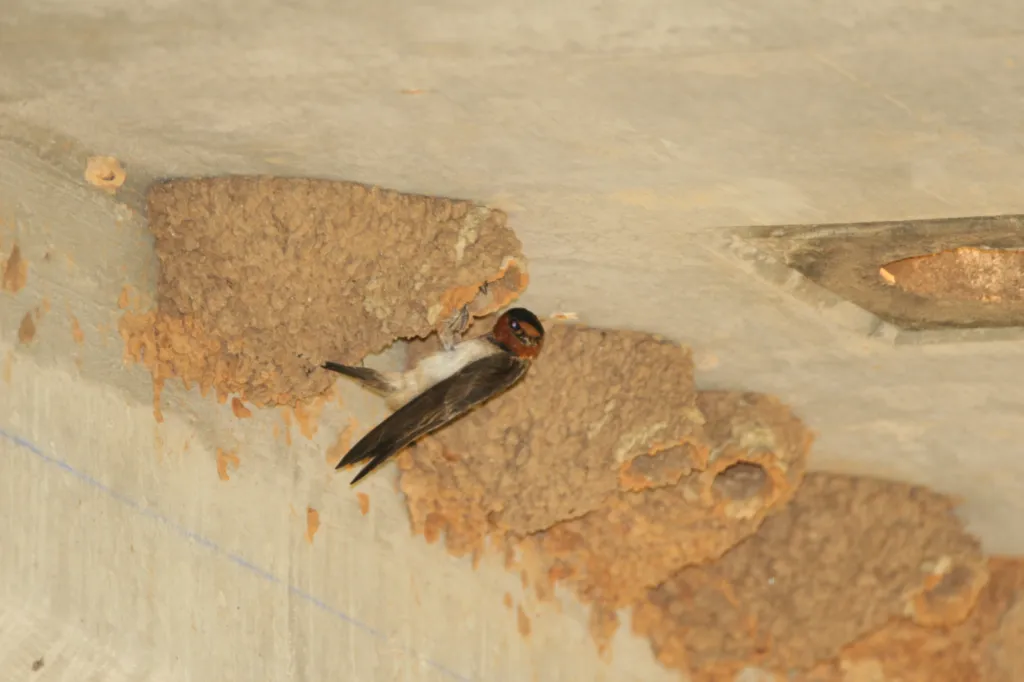 Cliff Swallow