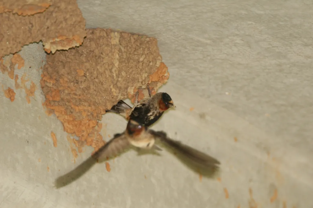 Cliff Swallow