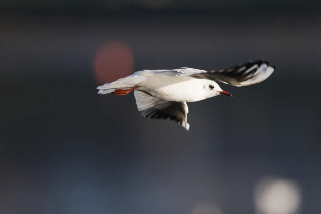 (Common) Black-headed Gull (Swartkopmeeu)