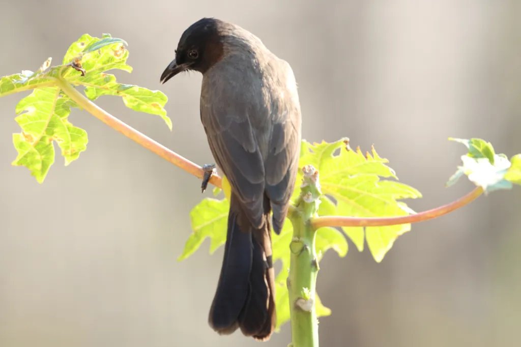 Common (Dark-capped) Bulbul (Swartoogtiptol)