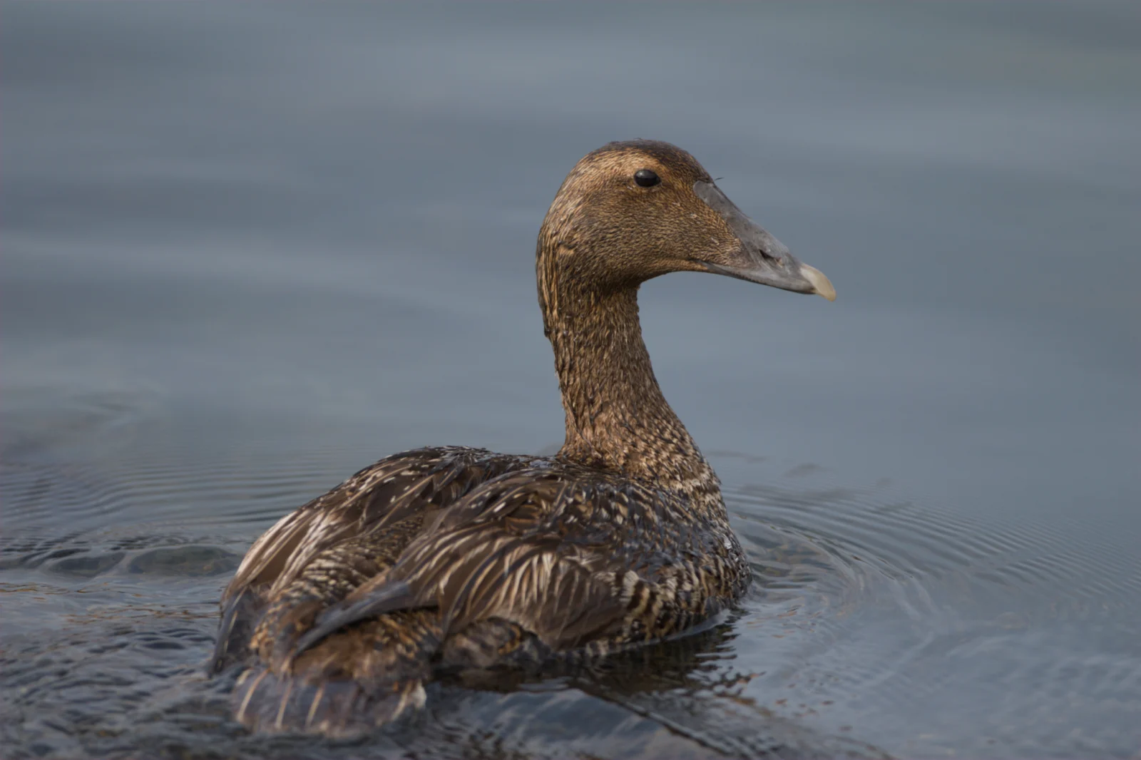Common Eider