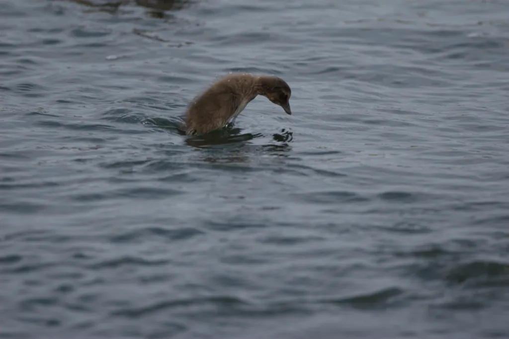 Common Eider