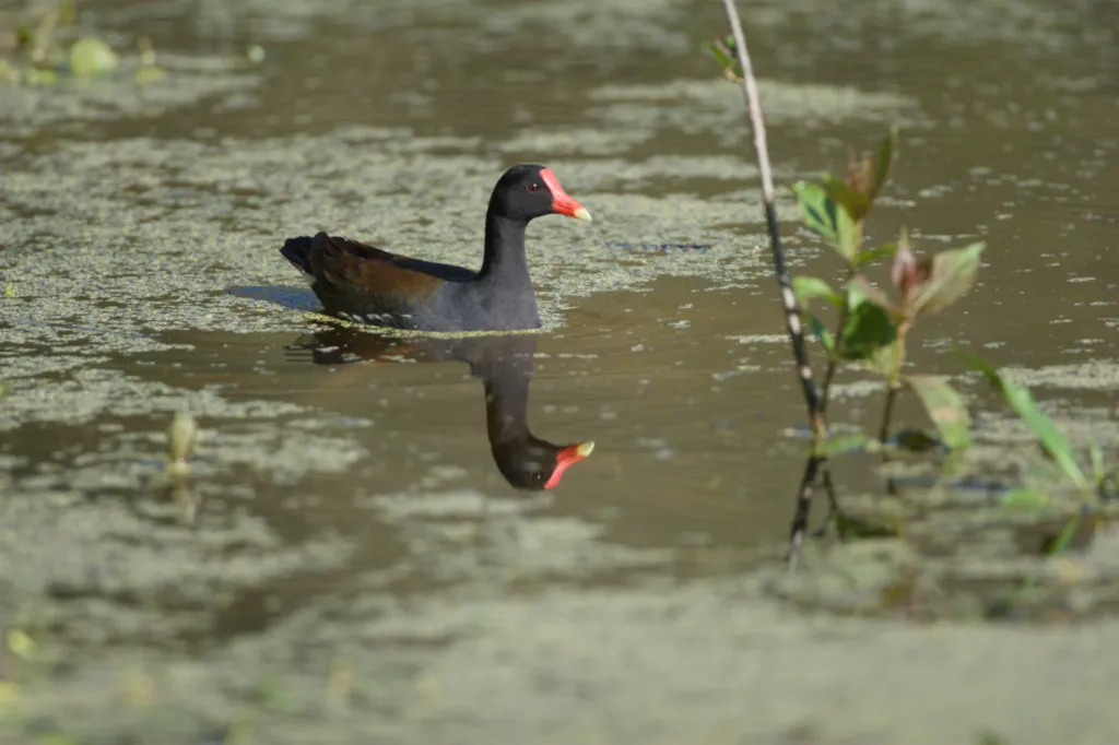 Common Gallinule