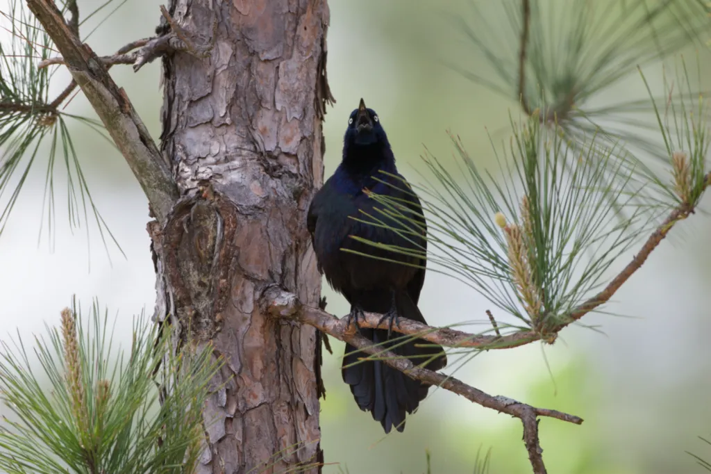 Common Grackle