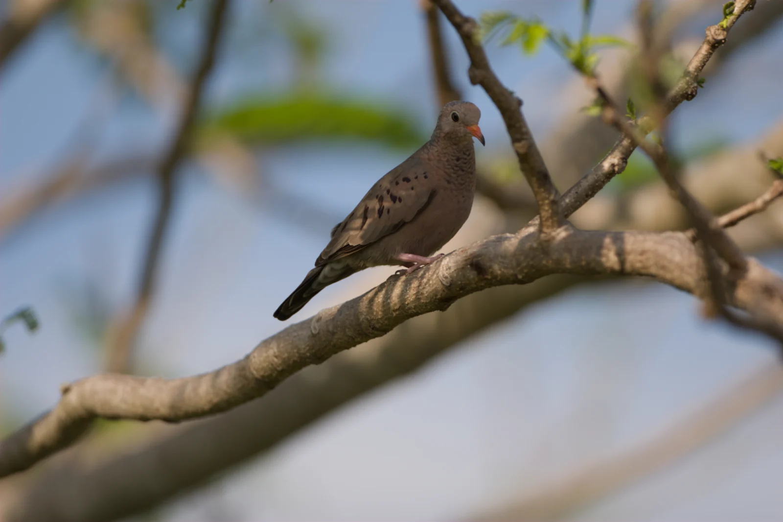 Common Ground Dove