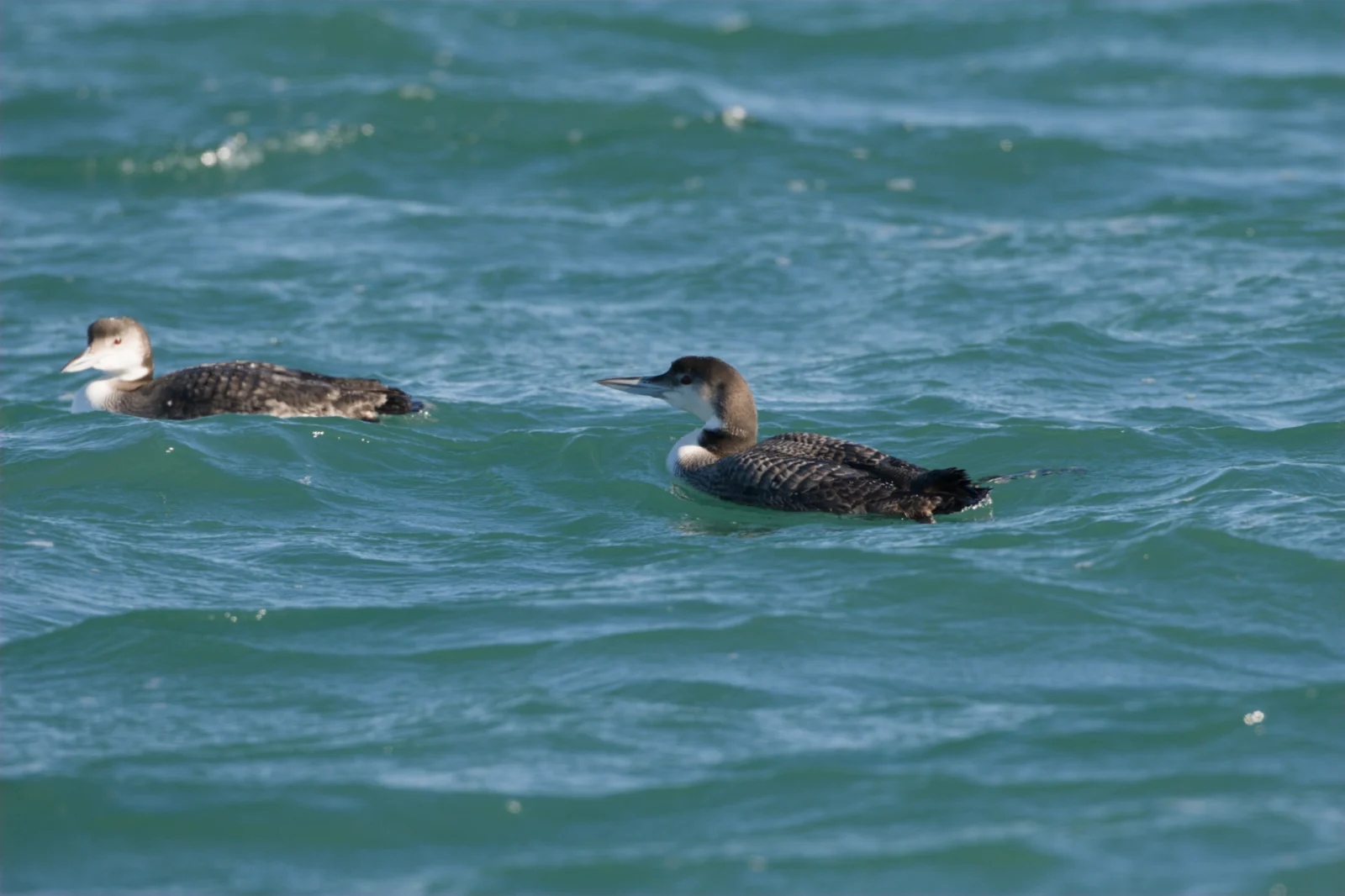 Common Loon