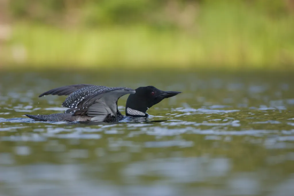 Common Loon