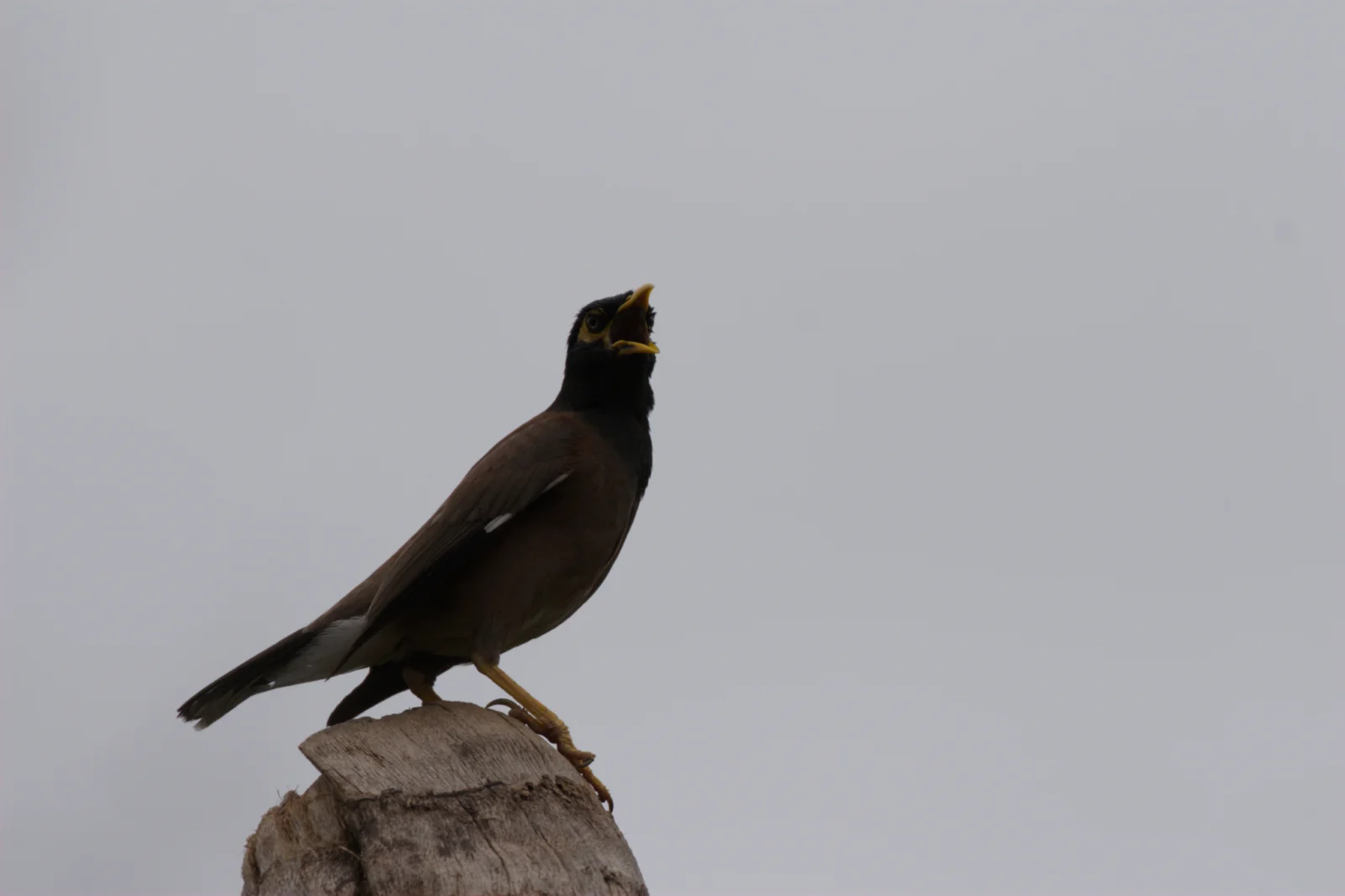 Common Myna (Indiese Spreeu)