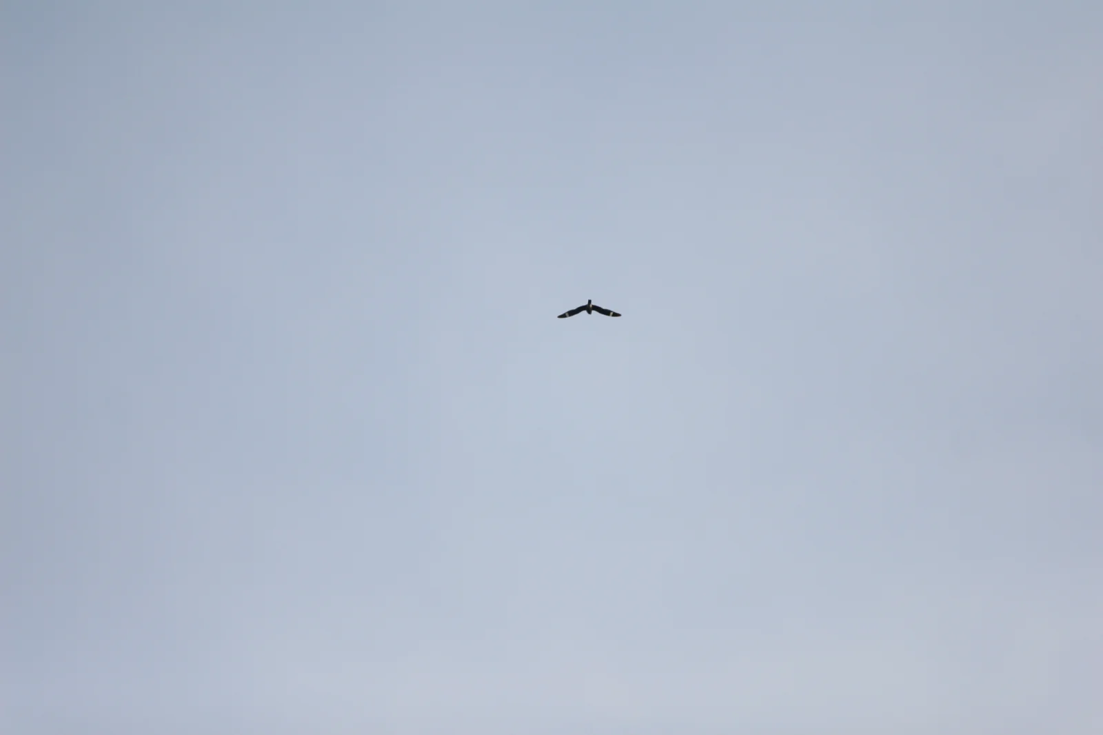 Common Nighthawk