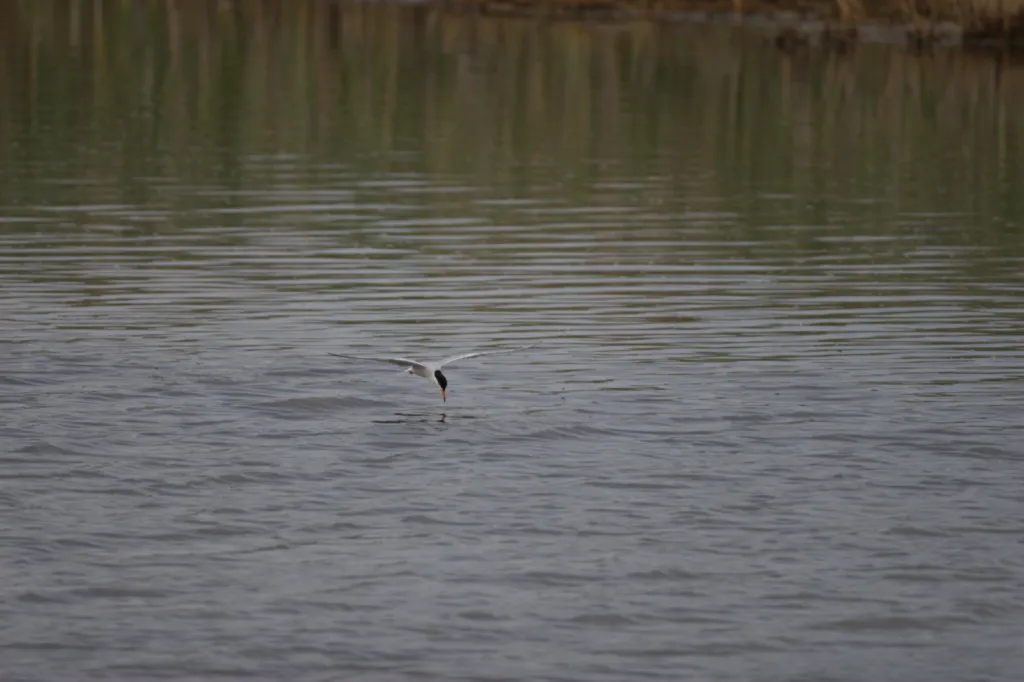 Common Tern (Gewone Sterretjie)