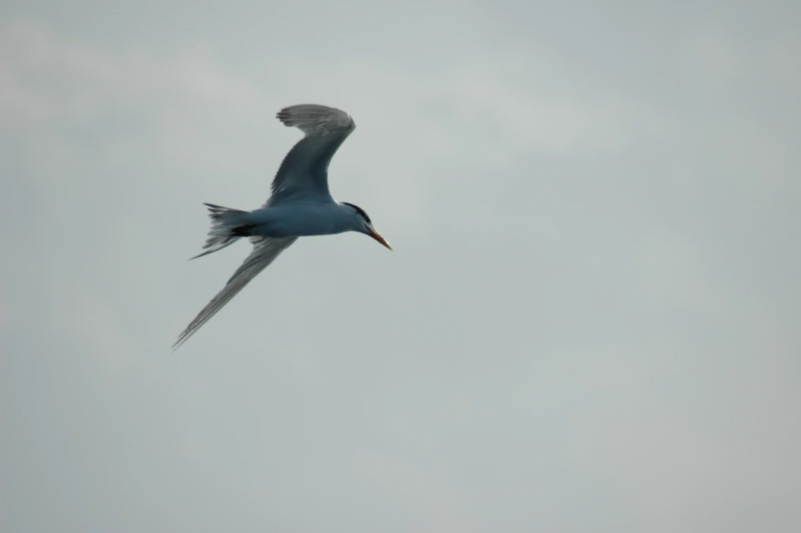 Common Tern (Gewone Sterretjie)