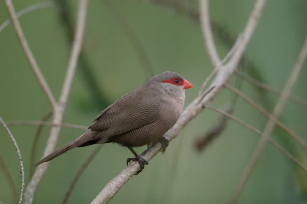 Common Waxbill (Rooibeksysie)