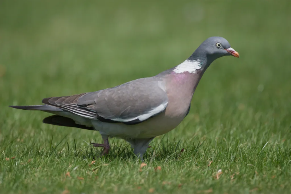 Common Wood-Pigeon