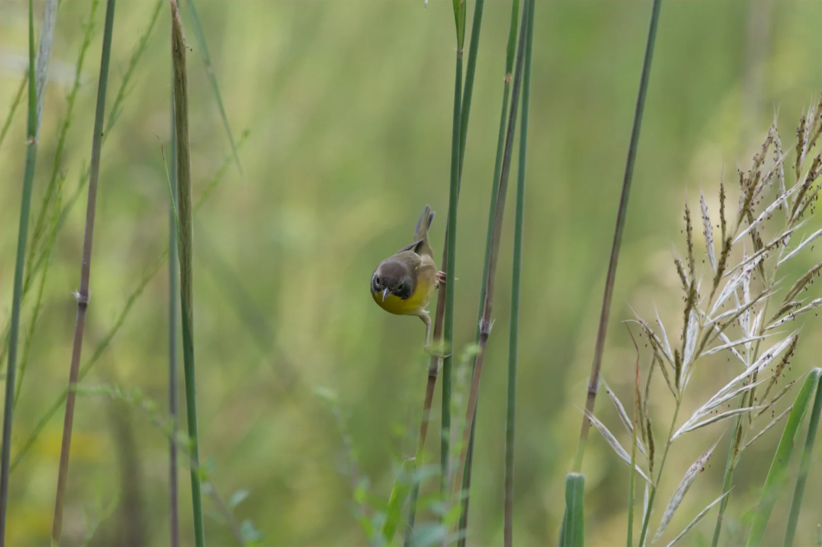 Common Yellowthroat