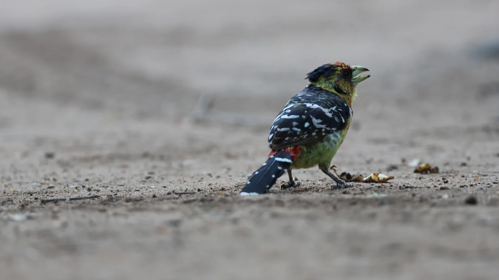 Crested Barbet (Kuifkophoutkapper)